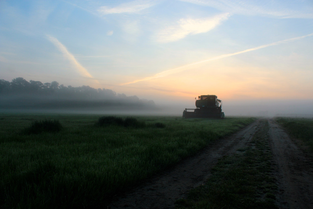 A field in Pungo at dawn on April 19, 2015. [Photo by John-Henry Doucette/The Princess Anne Independent News] 
