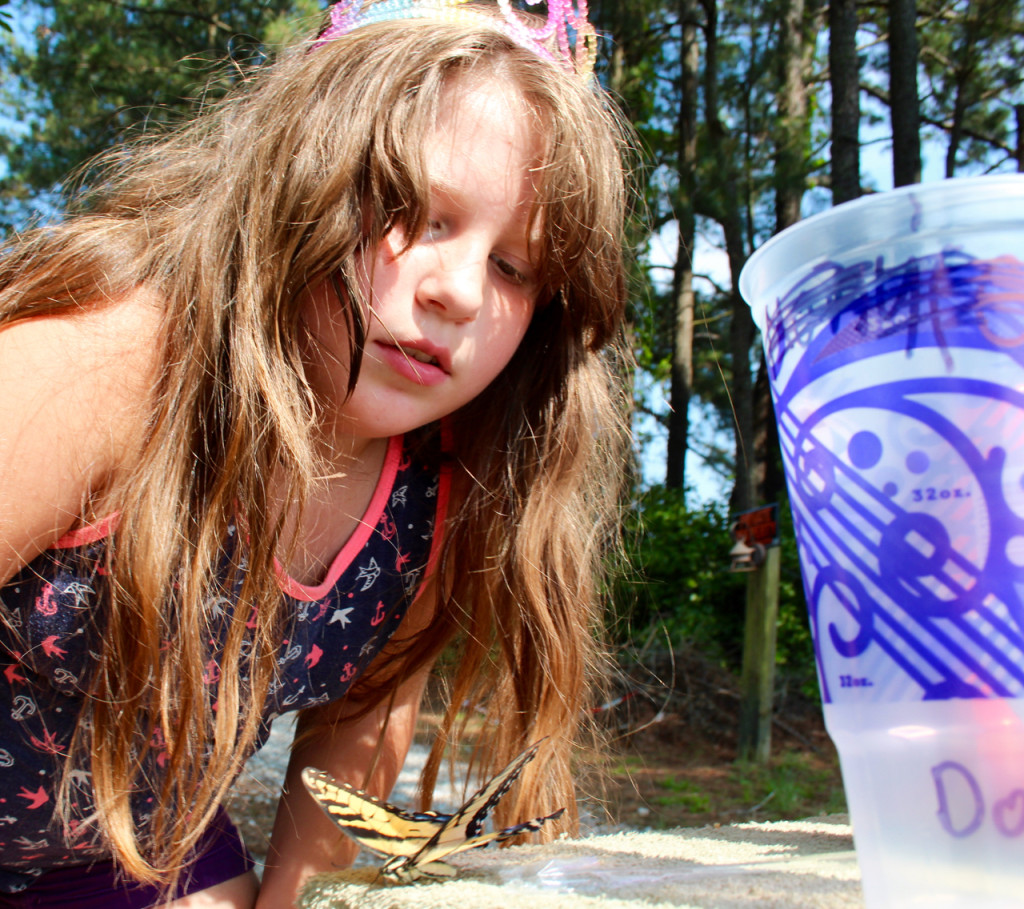 Dezeray McGreevy, 8, looks at a butterfly her mother rescued from the side of Princess Anne Road. [John-Henry Doucette/The Princess Anne Independent News]