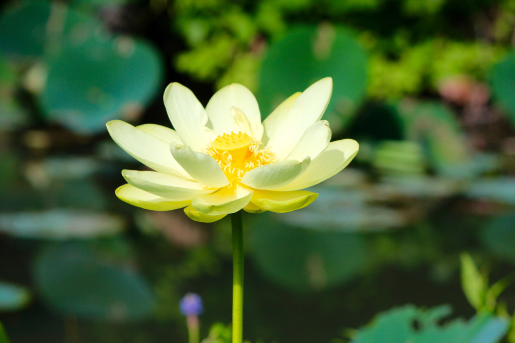 An American lotus photographed at Lotus Park on July 3, 2015. [John-Henry Doucette/The Princess Anne Independent News]