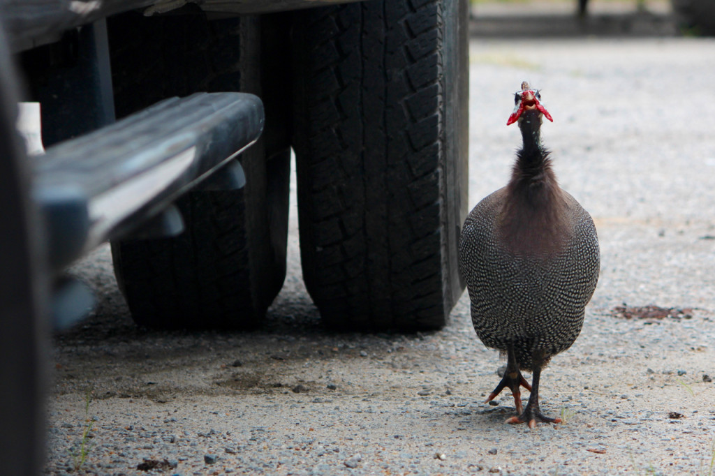 A guinea fowl took up residence near a pair of automotive businesses in “downtown” Pungo this past month, and some of the workers have left it corn, bread and water. For roughly two weeks, the creature, which seems to be reasonably friendly, has walked the lots and rested in the shade beneath trucks and cars. [John-Henry Doucette/The Princess Anne Independent News]