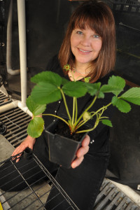 Biologist Lisa Horth of Old Dominion University and her research assistants have worked with farms in Virginia Beach to use local mason bees to help pollinate strawberry crops. [Courtesy of Old Dominion University]