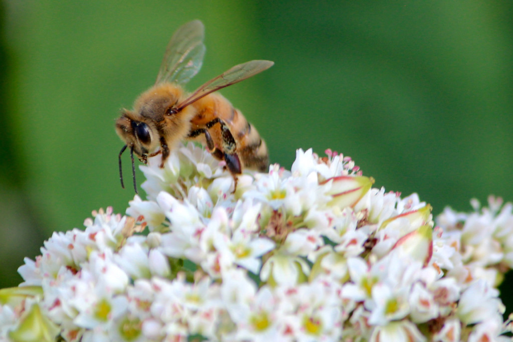 A honeybee visits buckwheat at Wilson’s farm earlier this summer. These bees were joined by mason bees this spring. [John-Henry Doucette/The Princess Anne Independent News]