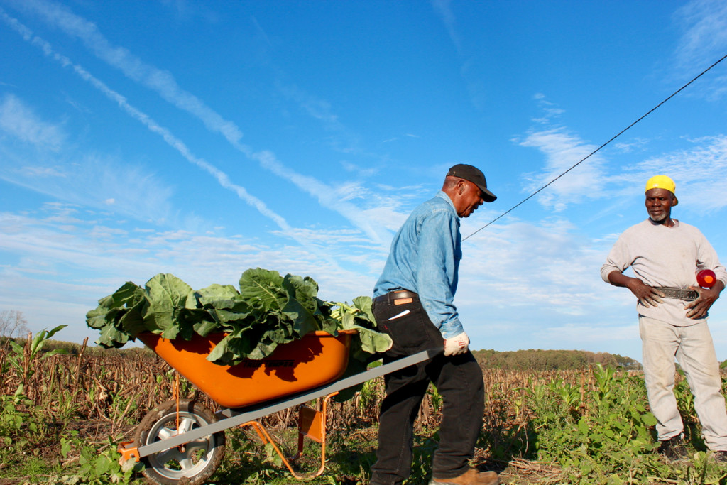 Leroy Twine, a deacon at New Mount Olive Baptist Chrch in Chesapeake, moves collards in a wheelbarrow. [John-Henry Doucette/The Princess Anne Independent News]