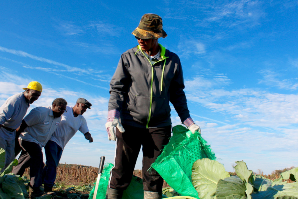 The Apostle Sharon Wallace of Tidwater Gleaning organized the gleaning event at Scott Morris Farm, at work while other volunteers pull a load of collards. [John-Henry Doucette/The Princess Anne Independent News]
