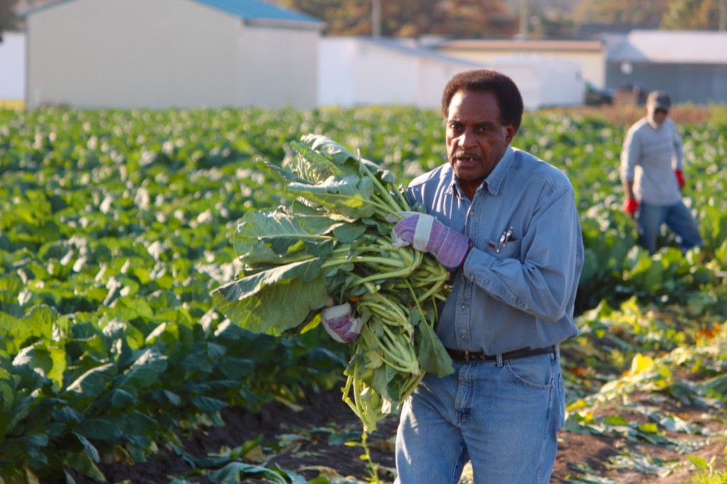 Norfolk’s Frank Wilson, of the outreach ministry at New Life Christian Center, carries collards across the field. [John-Henry Doucette/The Princess Anne Independent News]