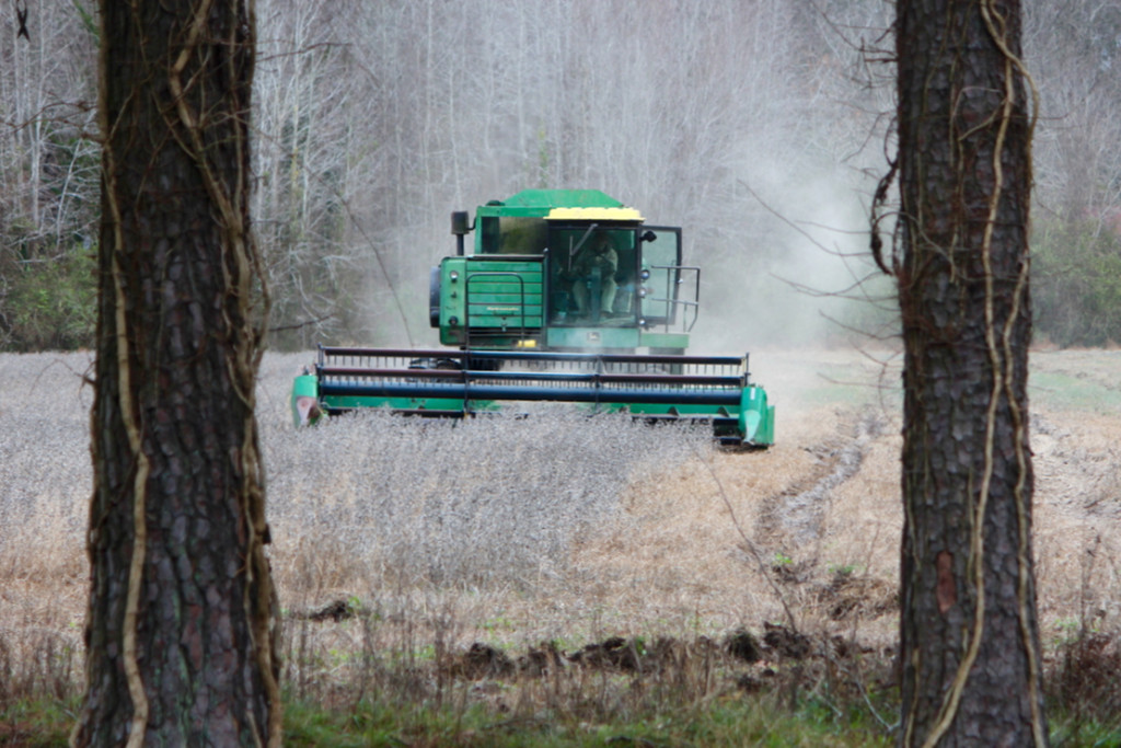 A man harvests soybeans grown on city property off Salem Road on Tuesday, Jan. 5. Soybeans grown on two city properties without permission were discovered after authorities found hogs kept in poor conditions on public land. One of the men harvesting the soybeans said he had nothing to do with hogs found in what officials called “deplorable” conditions nearby. The man declined to confirm his name to a reporter. [John-Henry Doucette/The Princess Anne Independent News]