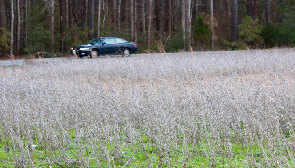 Soy planted on city property where an illegal pig farm was uncovered this past month could be seen this week from Salem Road. [John-Henry Doucette/The Princess Anne Independent News]