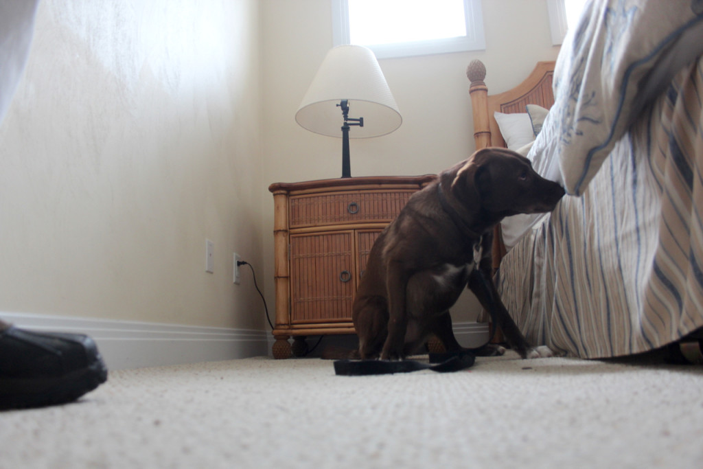 Ginger signals the discovery of the beg bug vial hidden in a bedroom. [John-Henry Doucette/The Princess Anne Independent News]
