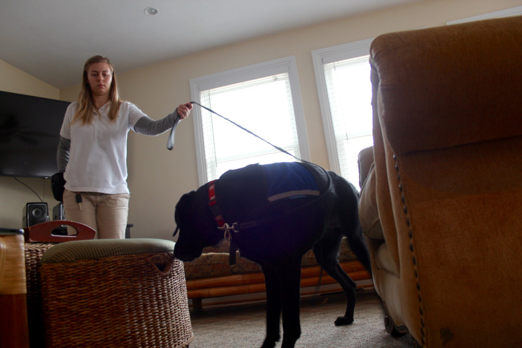 Stephanie Koch trains with Joker in the living room of a rental property in Sandbridge, where a vial containing live bed bugs has been hidden. [John-Henry Doucette/The Princess Anne Independent News]