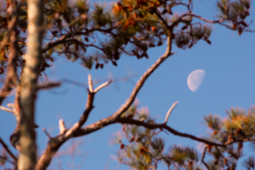 Morning moon over the refuge. [John-Henry Doucette/The Princess Anne Independent News]