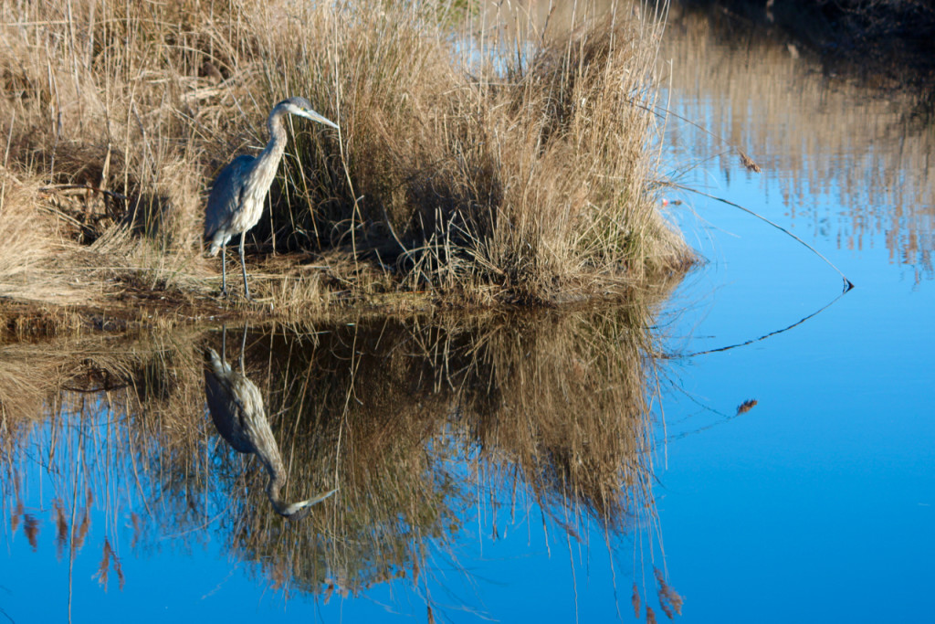 Just off the causeway leading to Knotts Island, a great blue heron hunts. [John-Henry Doucette/The Princess Anne Independent News]