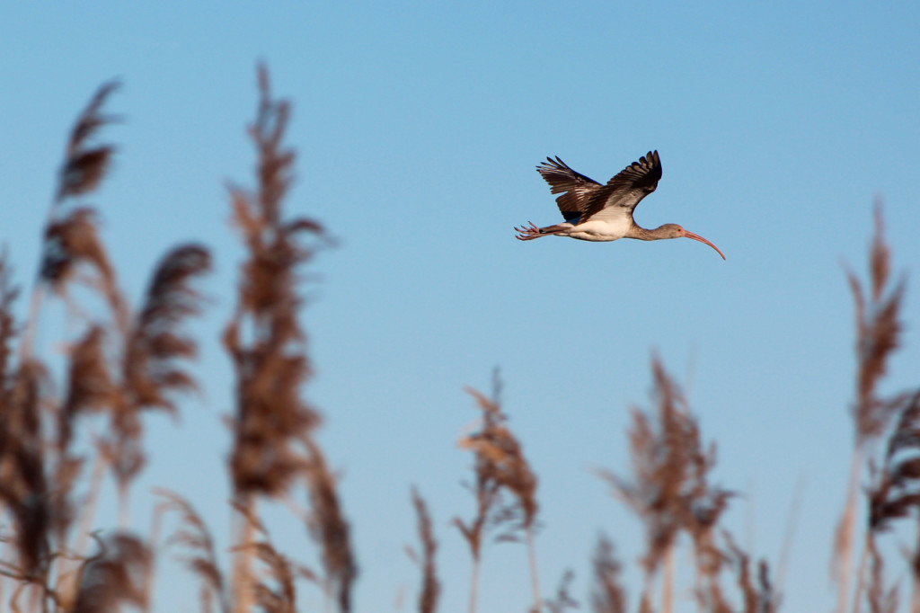 An ibis is seen in flight over the refuge. [John-Henry Doucette/The Princess Anne Independent News]