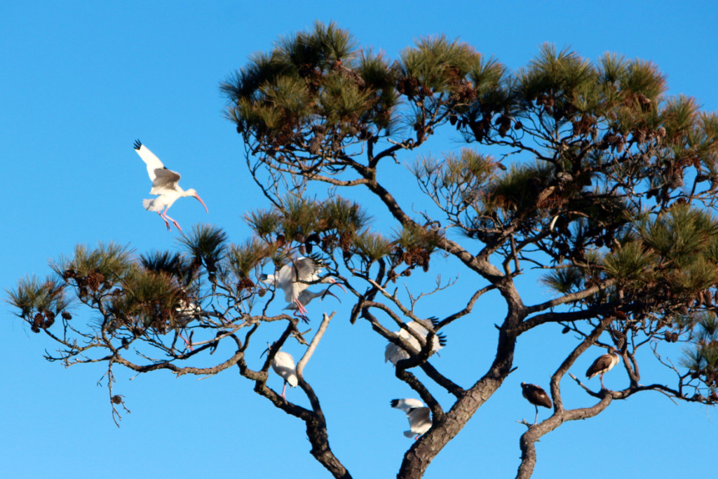 A white ibis lands in a crowded tree at the refuge. [John-Henry Doucette/The Princes Anne Independent News]