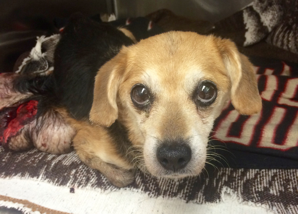 This adult beagle was found after she apparently was abandoned along Winston Avenue. [Virginia Beach Animal Control/Courtesy]