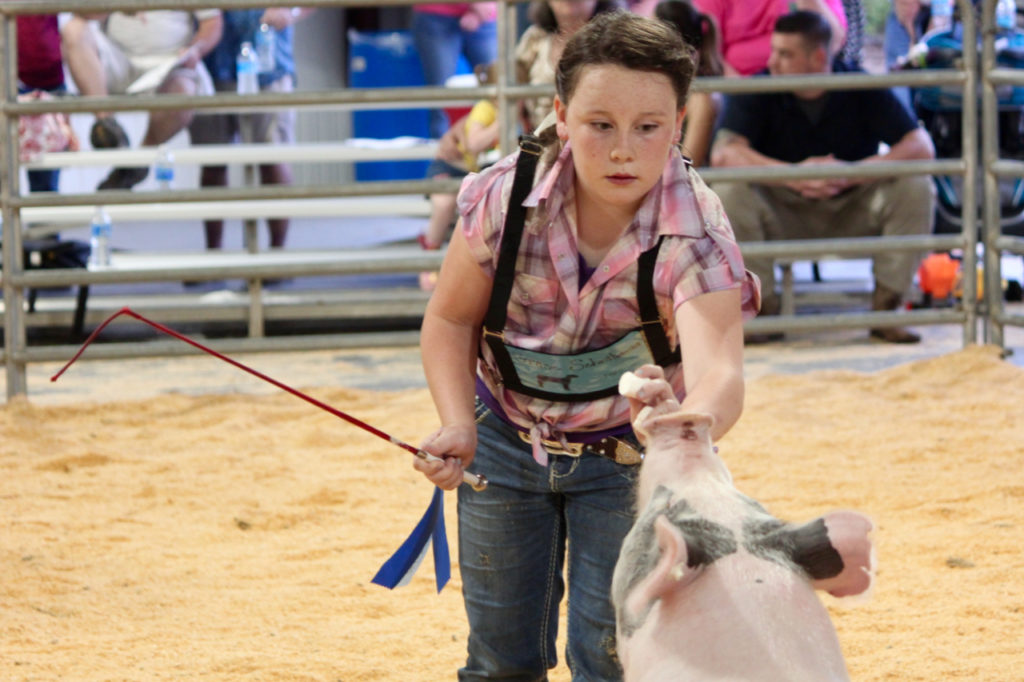 Grace Schratwieser, 10, works with her hog during the auction, even employing a trick of the trade — marshmallows. She said she likes the responsibility of 4-H. “I like how I get to meet new people,” she said, adding that she hopes to raise a steer next year. [John-Henry Doucette/The Princess Anne Independent News]