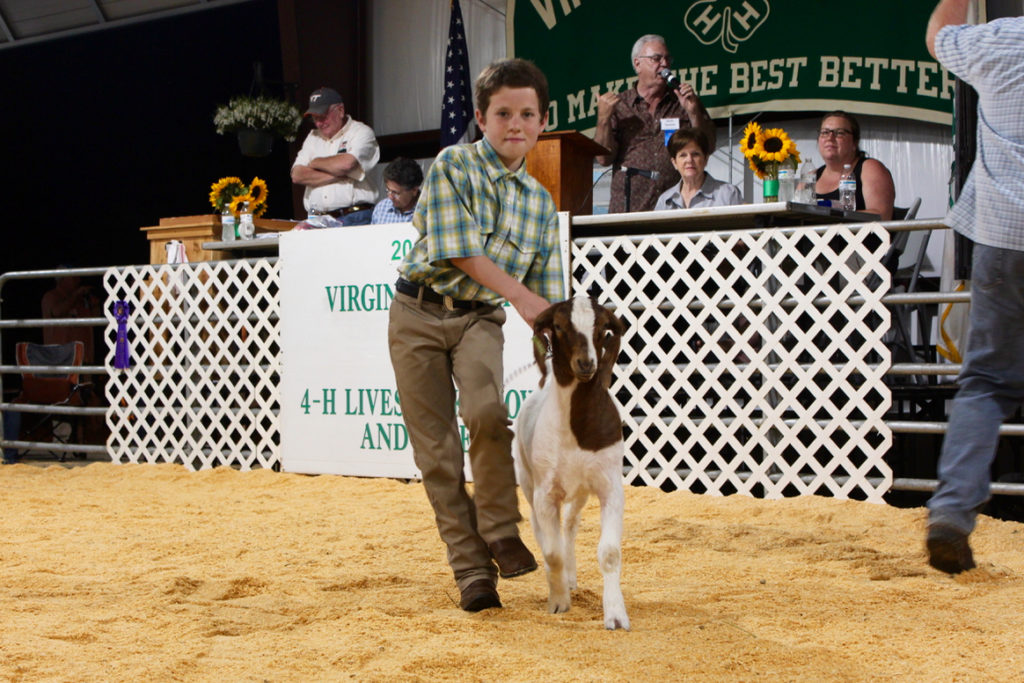 Lake Vaughan walks past the auctioneer during the livestock auction. [John-Henry Doucette/The Princess Anne Independent News]