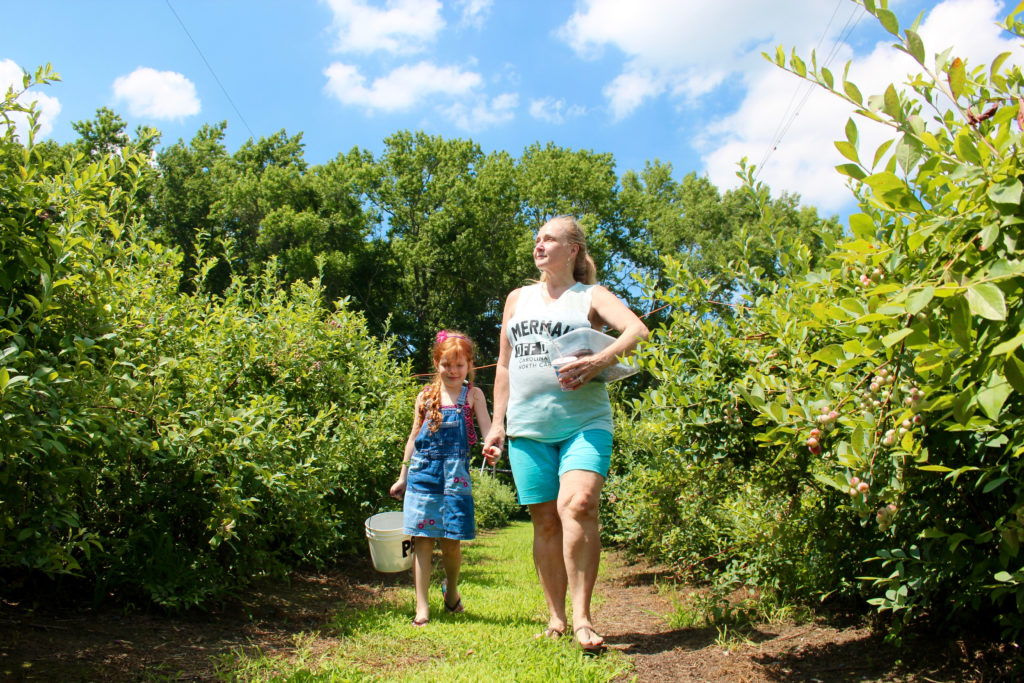 Paula Smith, 54, of Salem Woods, walks with Zoe Phillips, 5, her granddaughter, at Pungo Blueberries, Etc., on Wednesday, June 29. Smith visited the farm to pick berries with family, some of whom were visiting from out of state. Members of the family said they expected to make cobbler with some of their haul. [John-Henry Doucette/The Princess Anne Independent News]