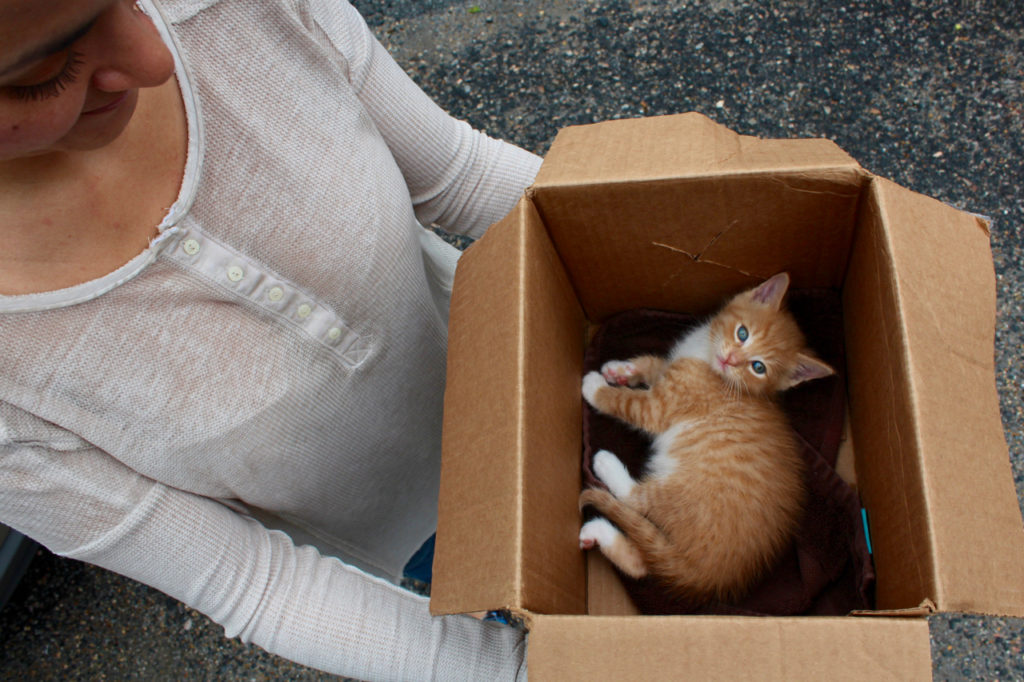 This kitten met its new owners recently at the Blackwater Trading Post. [John-Henry Doucette/The Princess Anne Independent News]