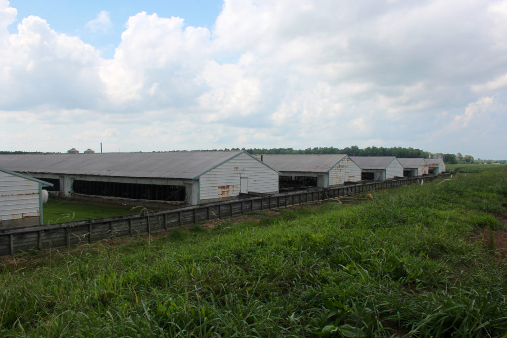 Knight is still maintaining his now-quiet farm in Blackwater. [John-Henry Doucette/The Princess Anne Independent News]