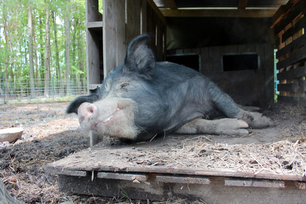 In addition to non-soy, non-GMO food, the hogs munch on natural grasses and veggie scraps from a local farm. [John-Henry Doucette/The Princess Anne Independent News]