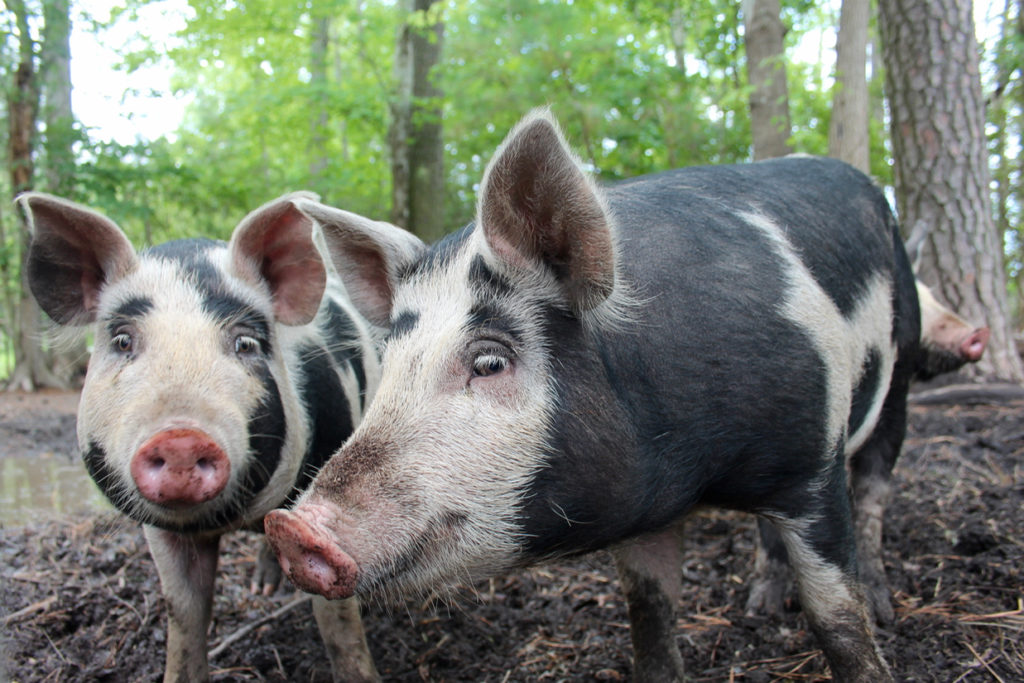 The pig raised at Cartwright Family Farms in Pungo have room to roam. [John-Henry Doucette/The Princess Anne Independent News]