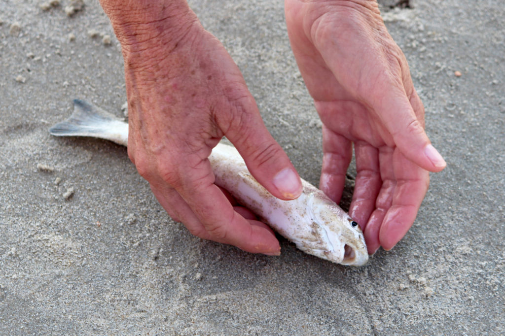 Bowen picks up a fish to return it to the ocean. [John-Henry Doucette/The Princess Anne Independent News]
