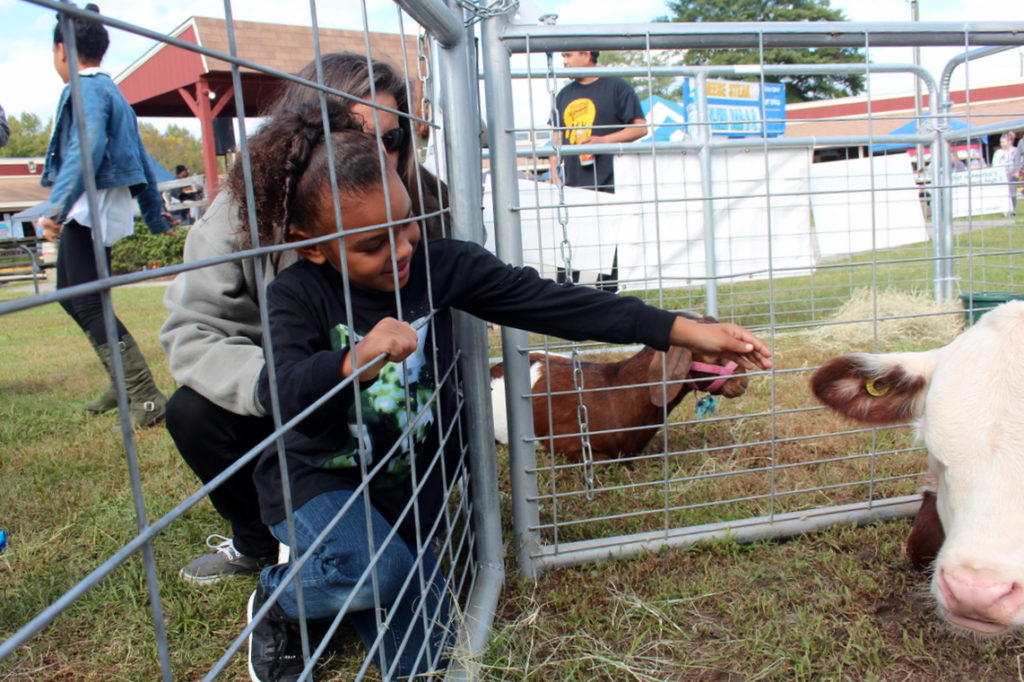 Liahna Rickard, 5, of Ocean Lakes, is close but not close enough to touch an ear and see how soft it is. [John-Henry Doucette/The Princess Anne Independent News]