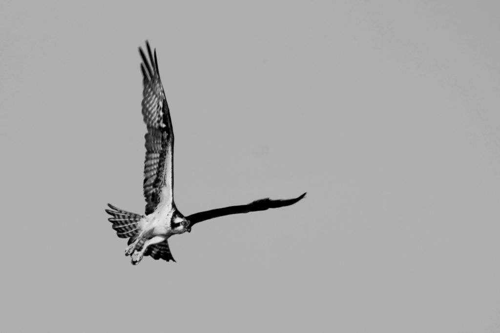 Hunting At Knotts Island