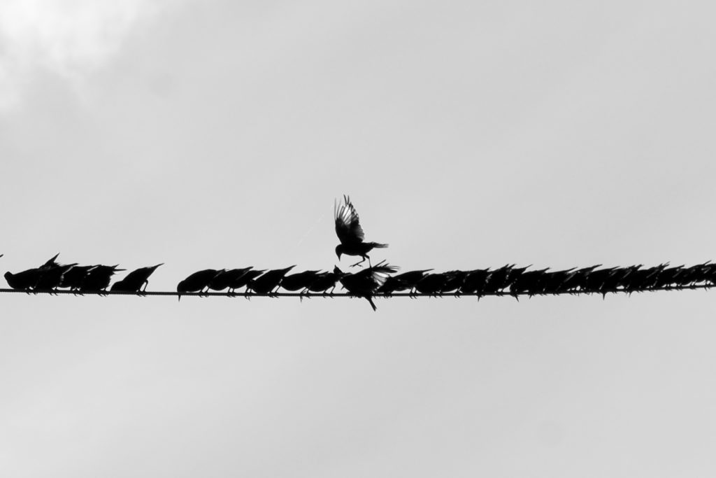 Birds On A Wire