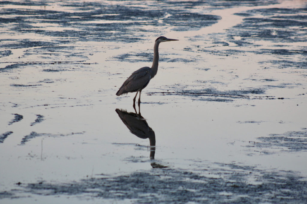Heron